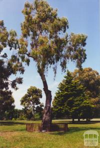 Scarred Tree, Yarra Park, 2000