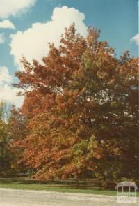 Autumn, Woodend, 1980