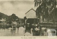 The swans, Jubilee Lake, Daylesford