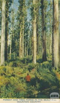 Forest and tree ferns in the beautiful mountain country, Healesville