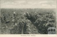 Harvesting fruit, Merbein