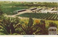 Irrigated Vineyard, Mildura