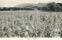 Tobacco Crops, Myrtleford