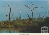 Ibis in flight, Kerang, 1975