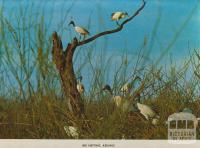 Ibis nesting, Kerang, 1975