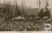 A Mountain Home, Toolangi, 1917