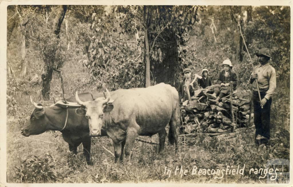 In the Beaconsfield Ranges, 1912