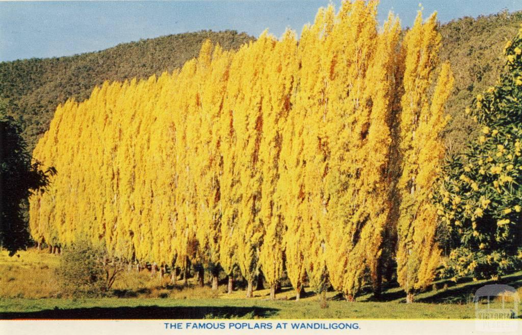 The famous poplars at Wandiligong