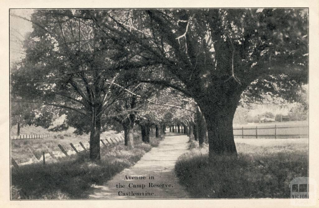 Avenue in the Camp Reserve, Castlemaine, 1915