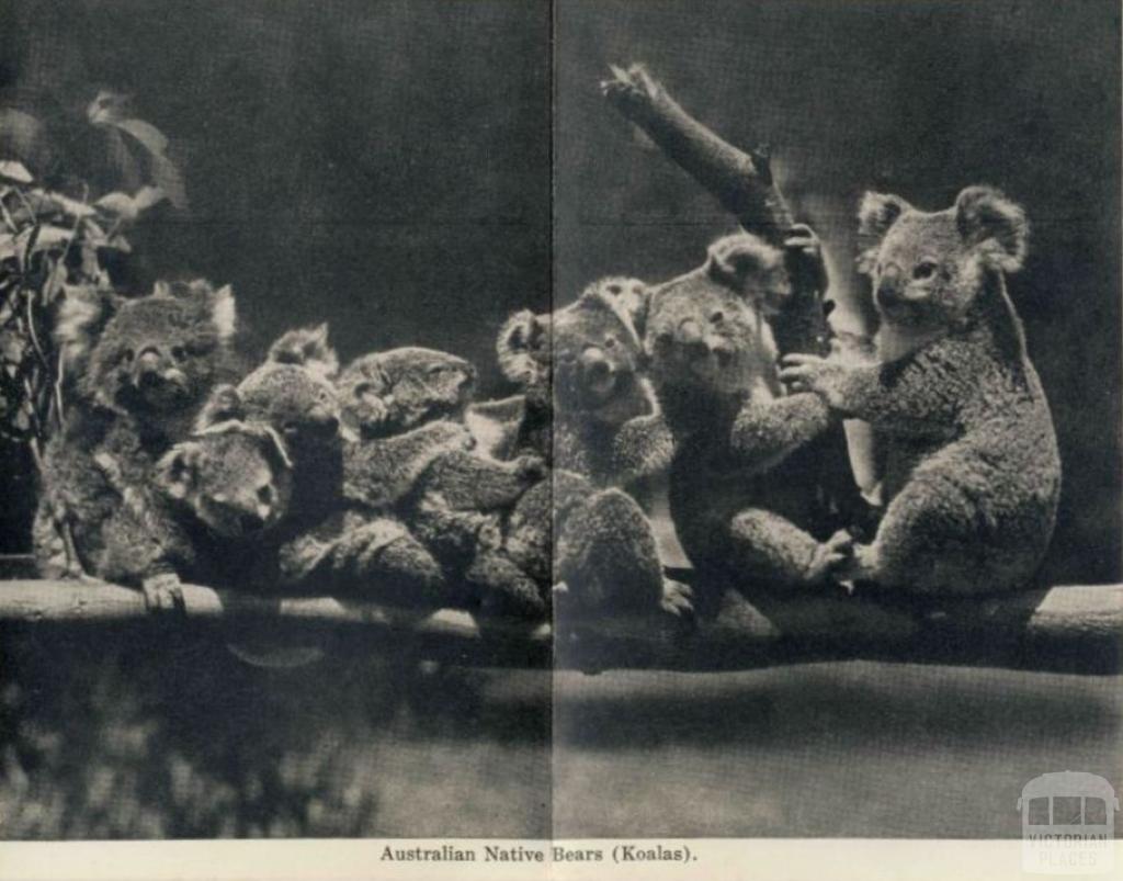 Australian native bears (Koalas), Cowes