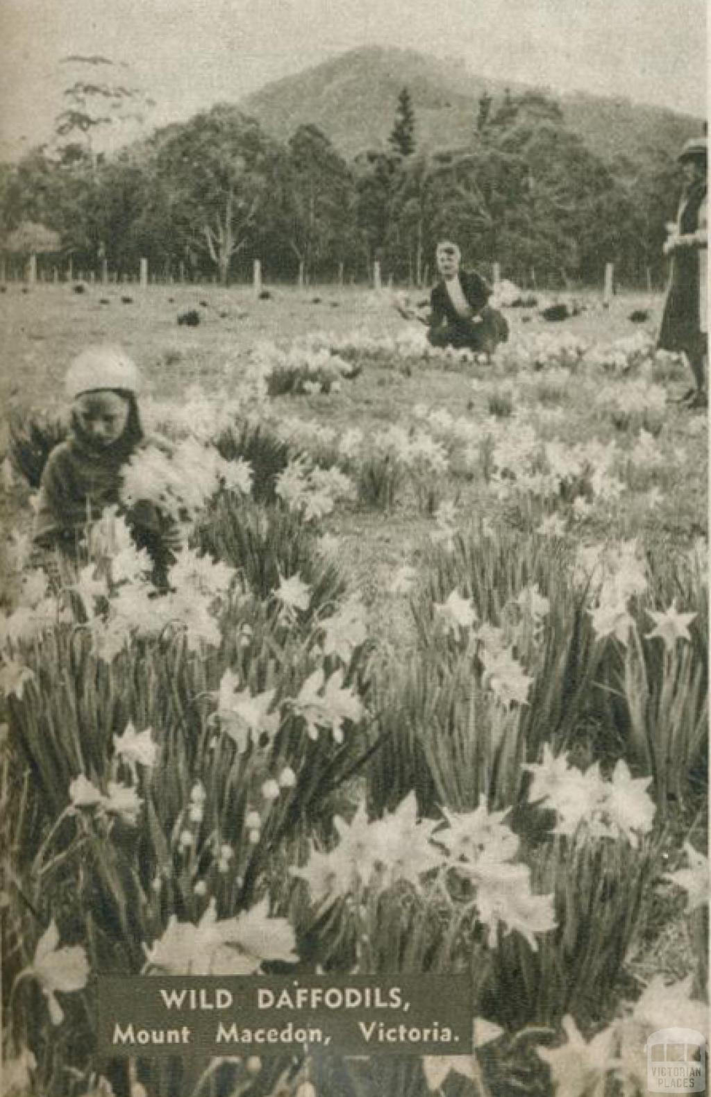 Wild daffodils, Mount Macedon, 1954