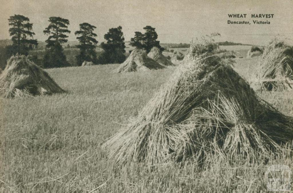 Wheat harvest, Doncaster, 1954