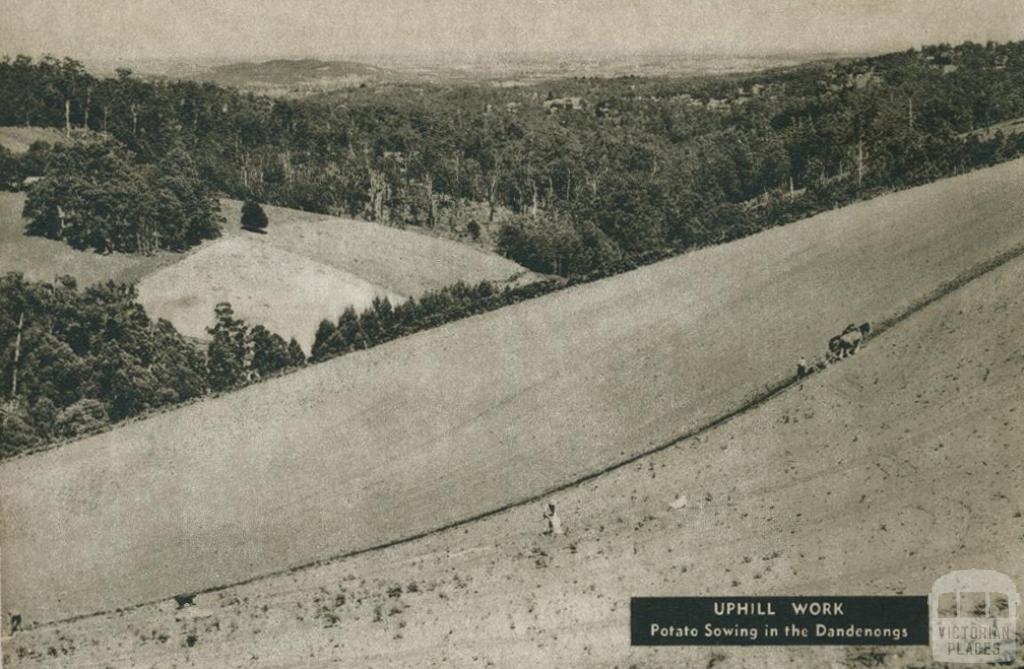 Uphill work, potato sowing in the Dandenongs, 1954