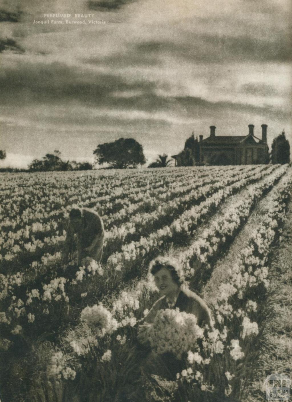 Perfume beauty, jonquil farm, Burwood, 1954