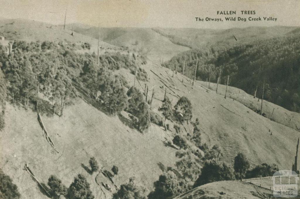 Fallen trees, The Otways, Wild Dog Creek Valley, 1954