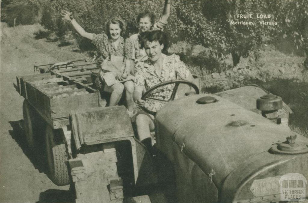 Fruit pickers, Merrigum, 1954