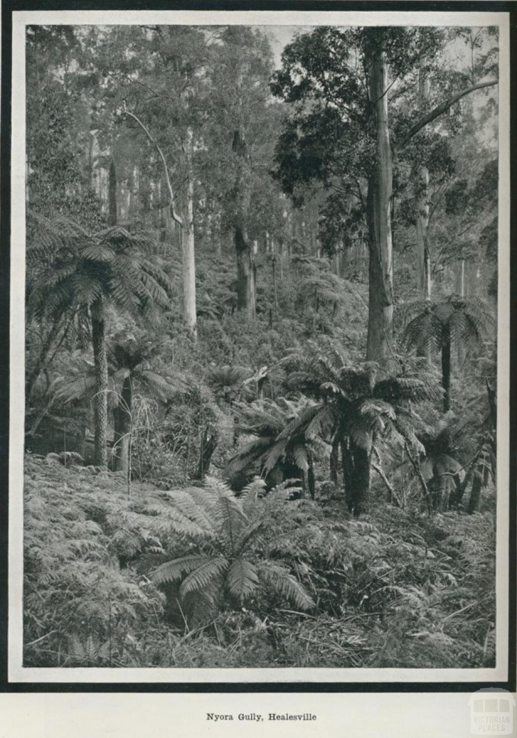 Nyora Gully, Healesville, 1918