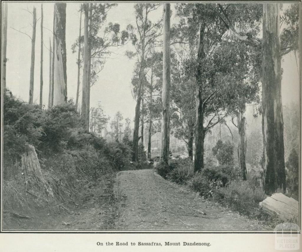 On the road to Sassafras, Mount Dandenong, 1918