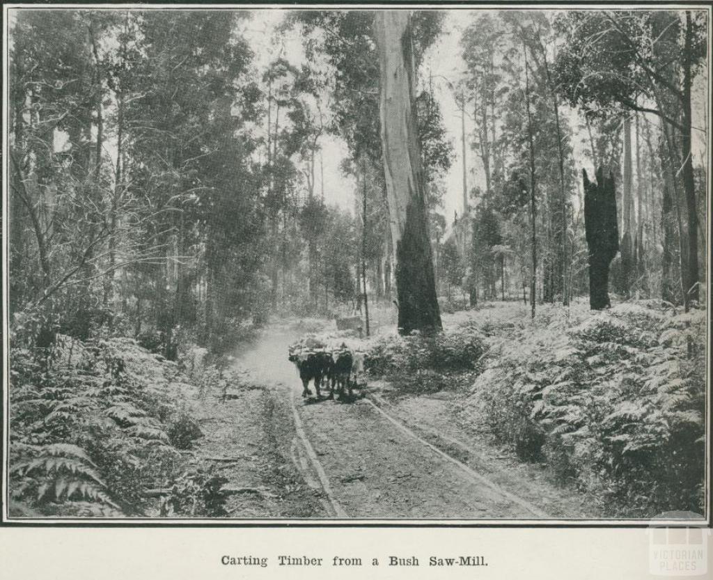 Carting timber from a bush saw-mill, Gippsland, 1918