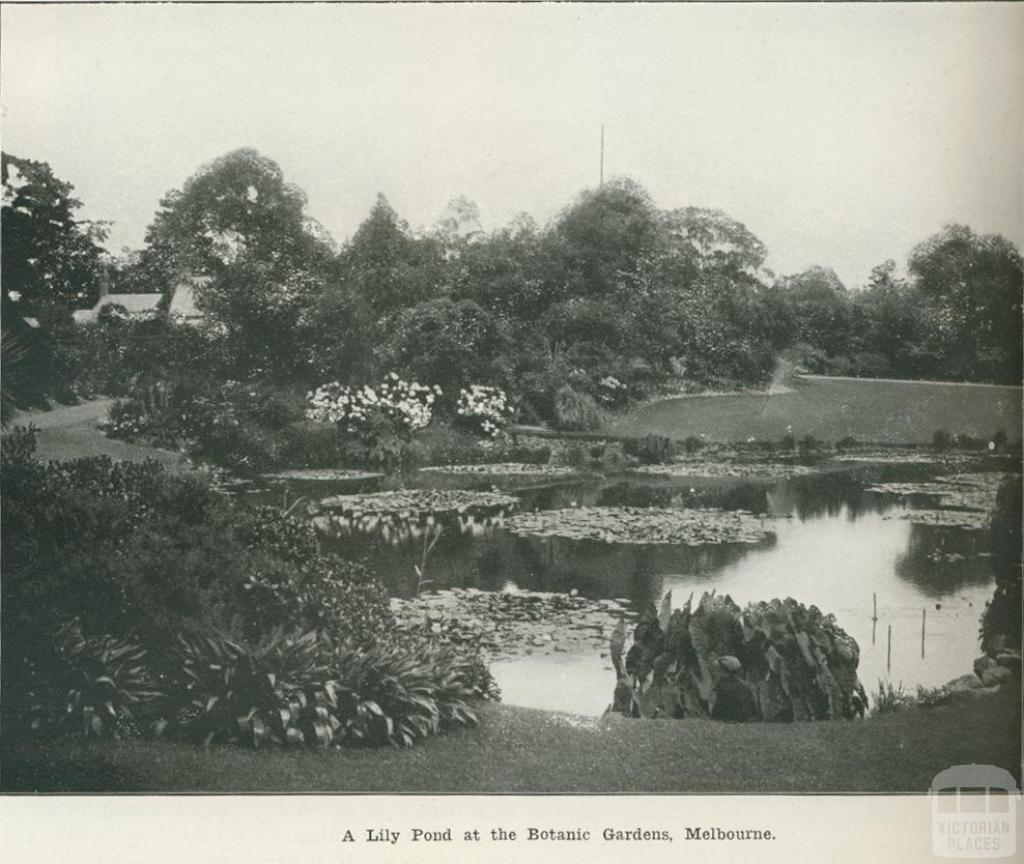 A lily pond at the Botanic Gardens, Melbourne, 1918