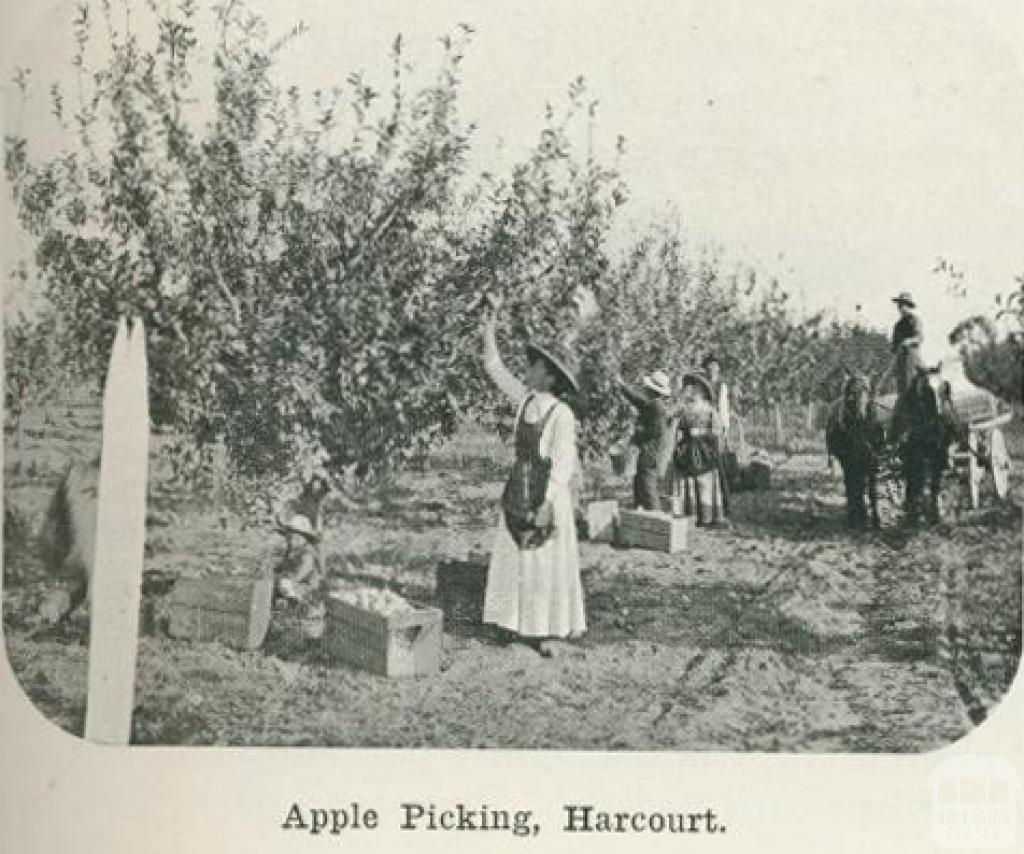 Apple picking, Harcourt, 1918