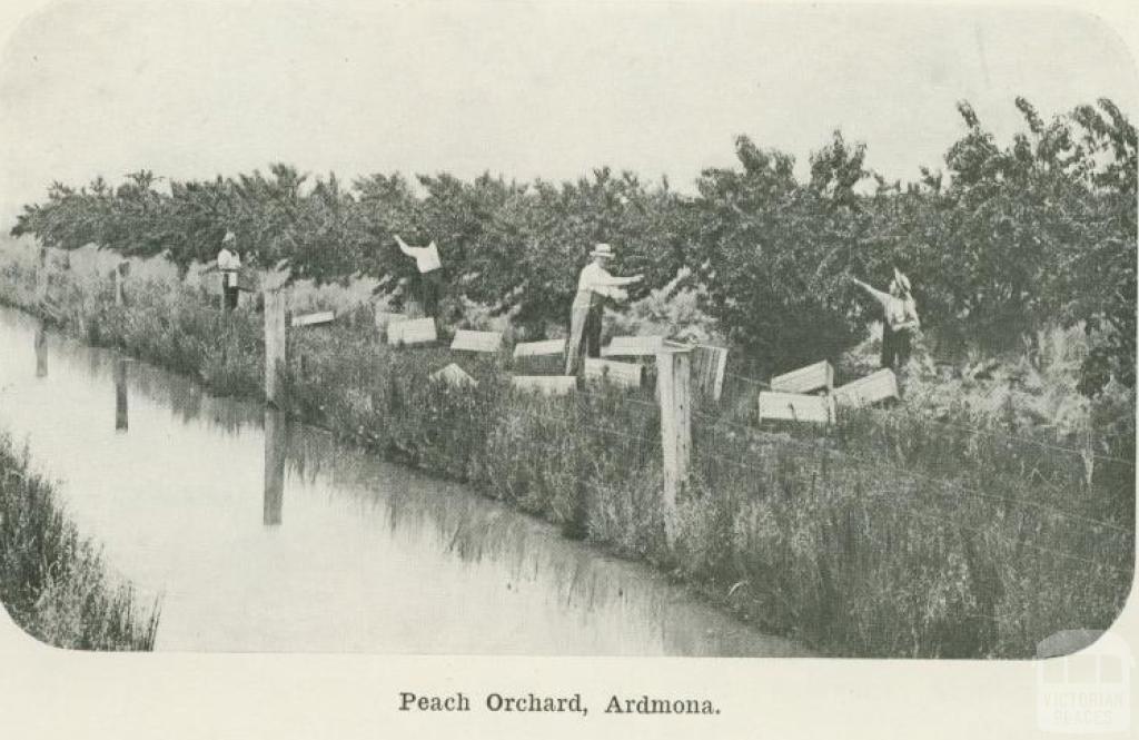 Peach orchard, Ardmona, 1918