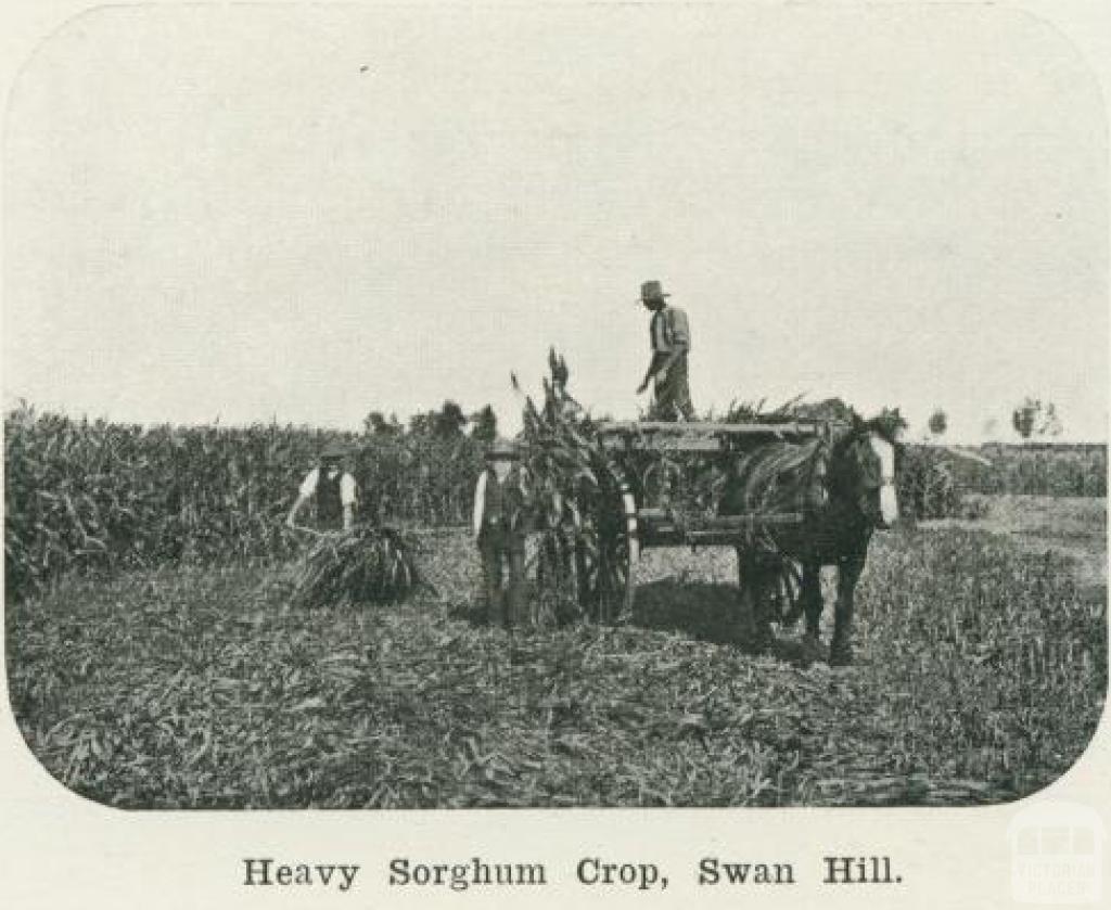 Heavy sorghum crop, Swan Hill, 1918