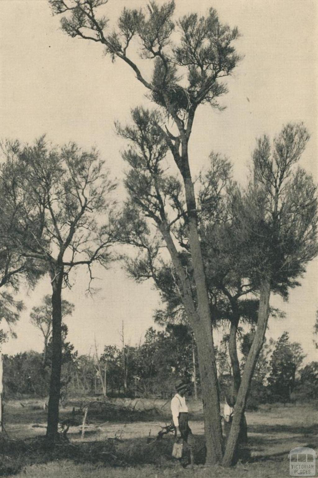 In the Victorian Mallee, 1943