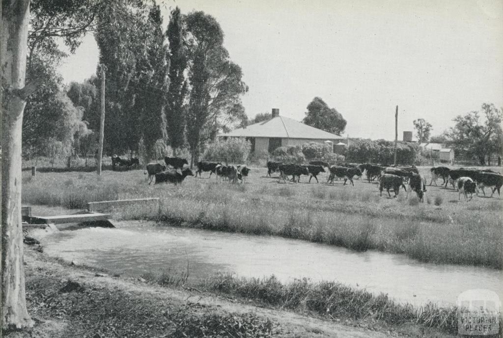 Dairy Farm at Tongala, 1964