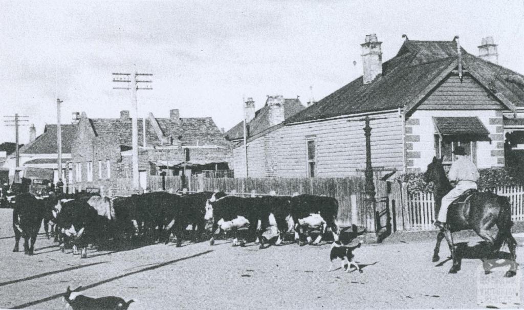 Cattle being driven through a residential area near Newmarket, 1953