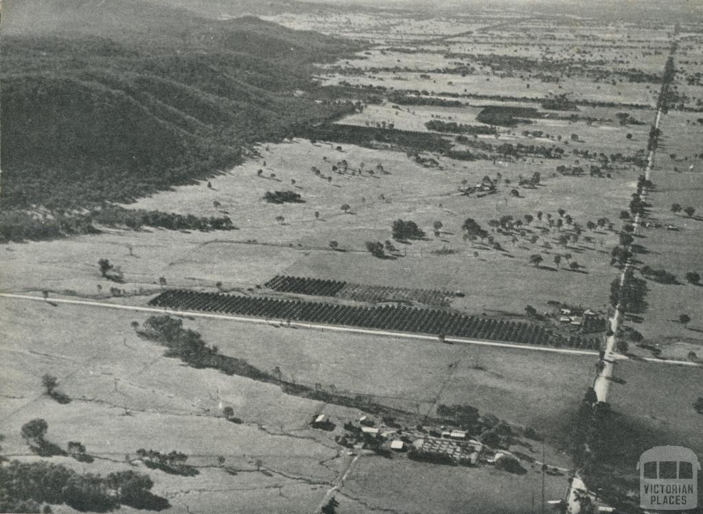 Orange Groves, Warby Ranges, Glenrowan, 1960