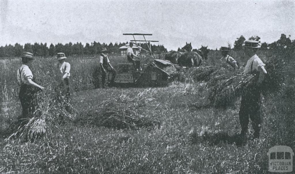 Harvesting, Ballarat Agricultural High School, 1916