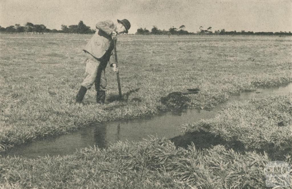 Metropolitan Farm, 1955