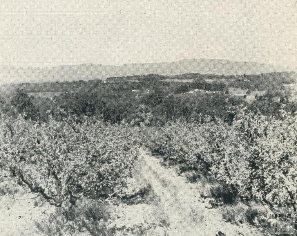 Apple Orchards, Vermont, 1956