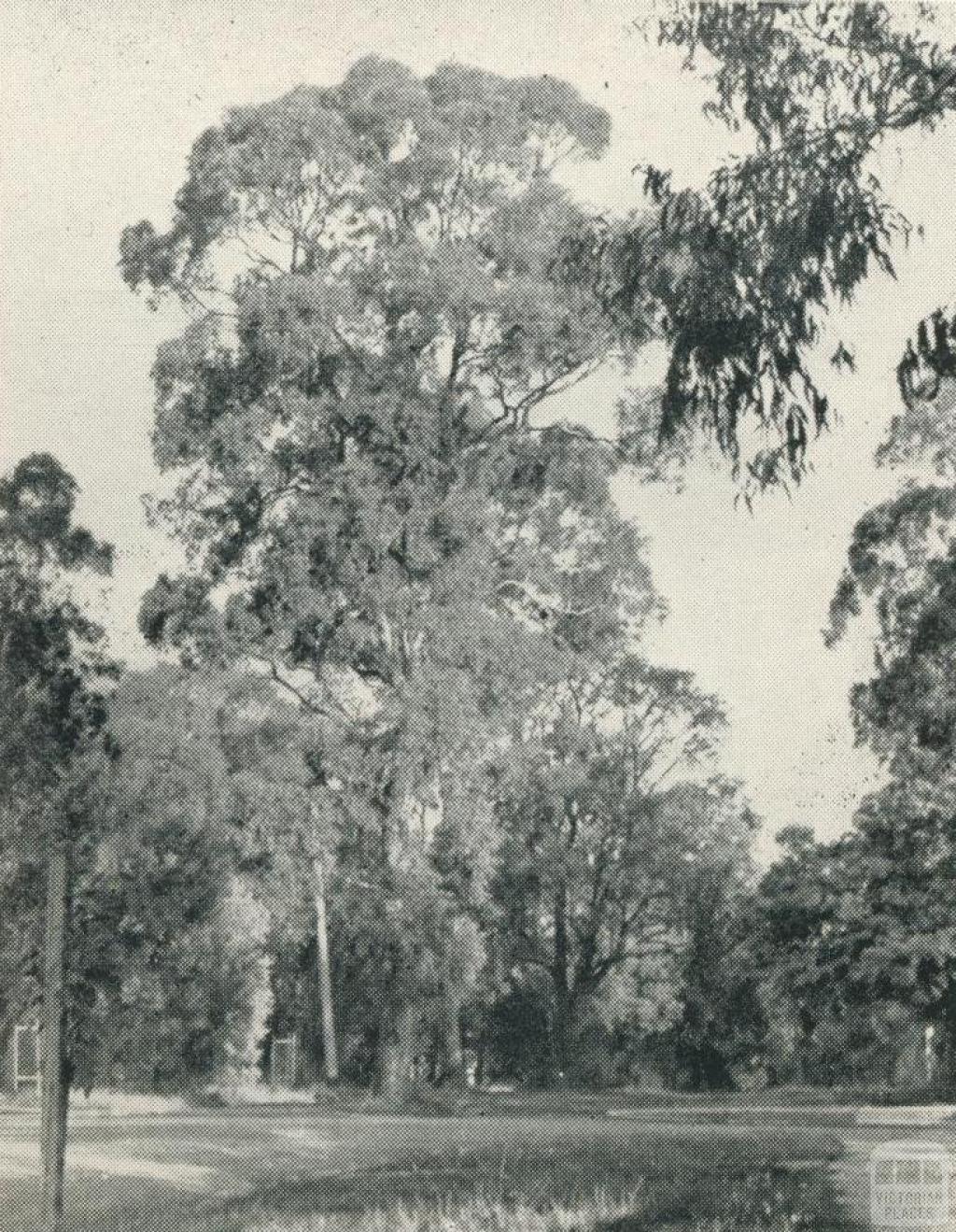 Preserved Gum Trees line the street, Blackburn, 1956