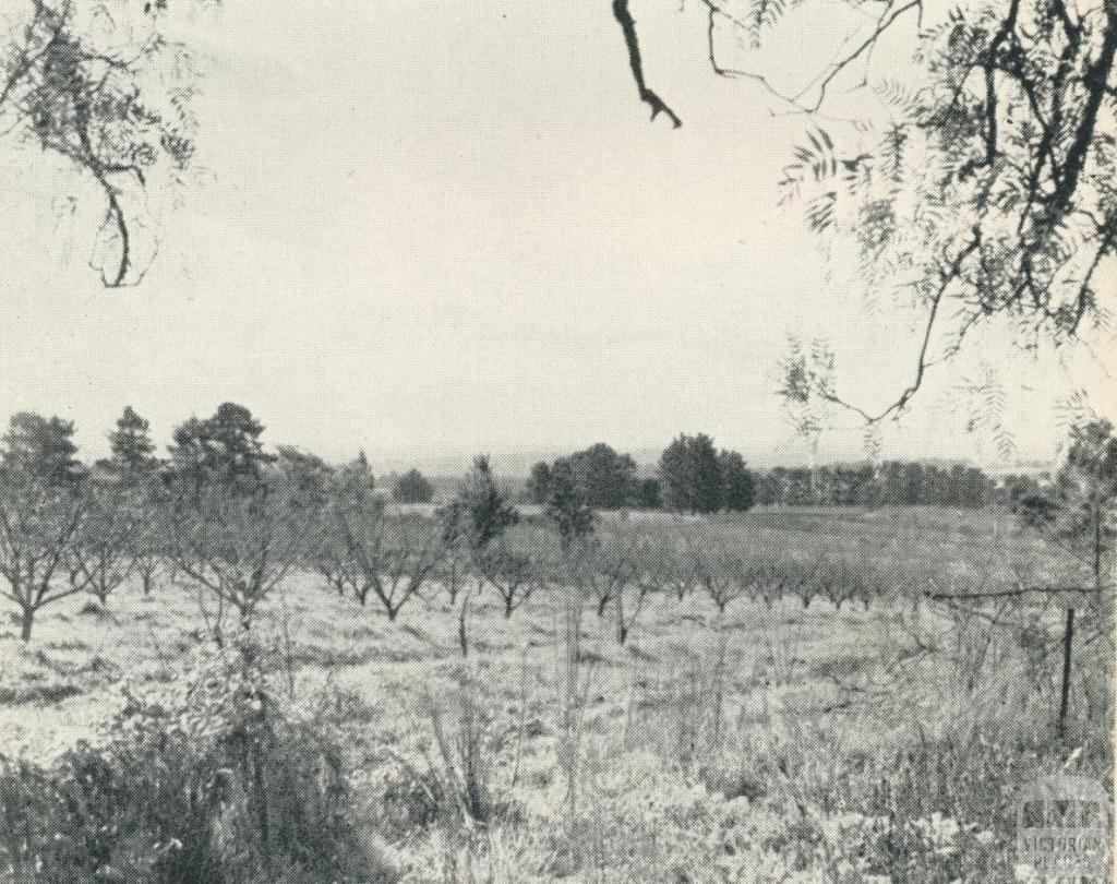 Peach Orchard, Doncaster, 1956