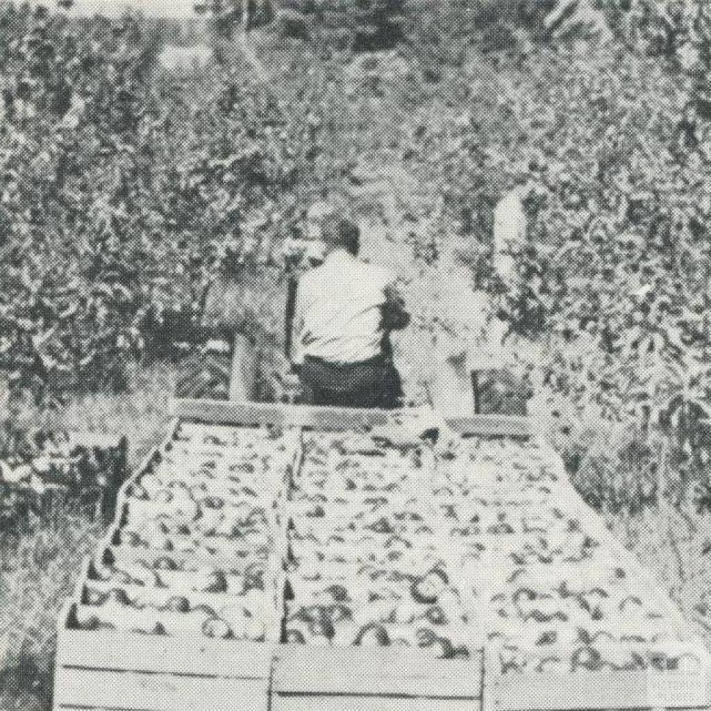 Apple Orchards, Bacchus Marsh, 1968