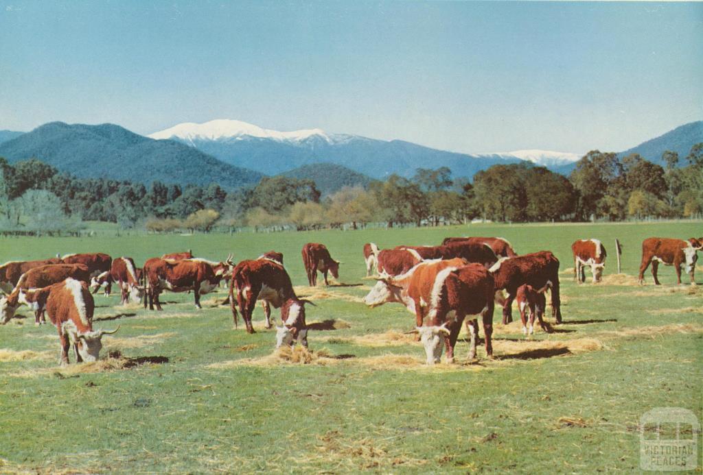 Hereford cattle brought down from the Alpine leases, Bright, c1960