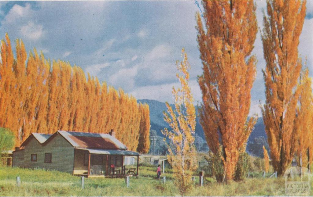 Lombardy Poplars, Eurobin, c1960