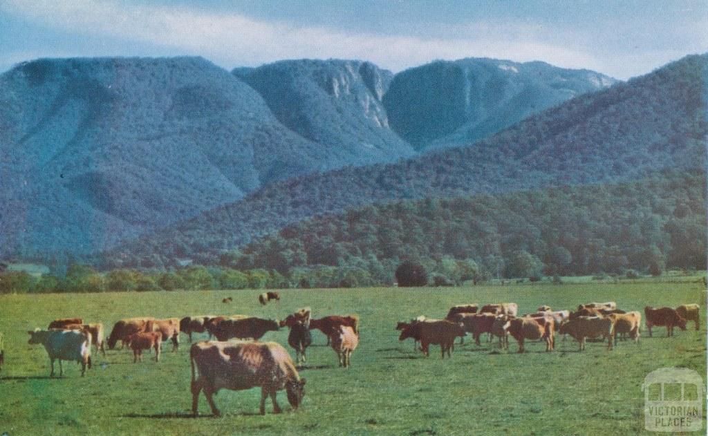 Lauriston Dairy Herd, Buckland Valley, Mount Buffalo in the background, c1960