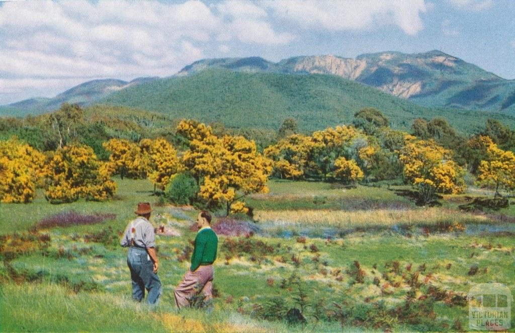 Wattles in blossom, Porepunkah, c1960