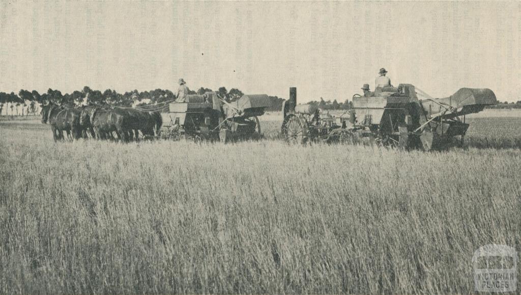 Cutting the Crop, Longerenong Agricultural College, Dooen, 1929