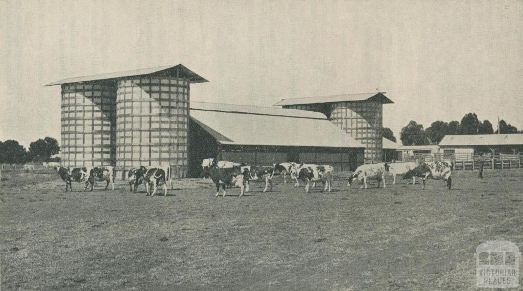 Dairy Herd, Longerenong Agricultural College, Dooen, 1929