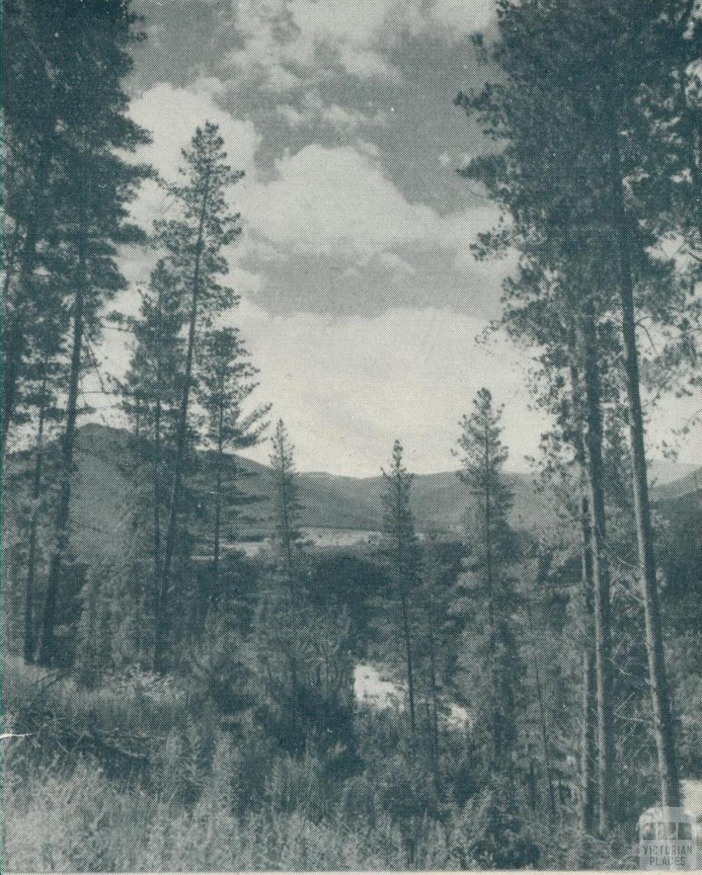 Pine Forest, Bright, 1951