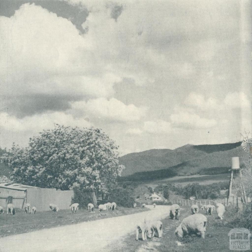 Wandiligong township, 1951