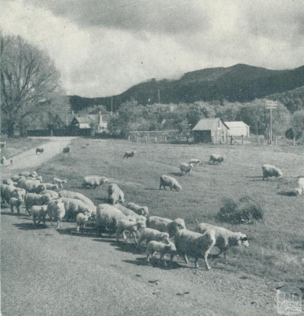 Grazing fields, Myrtleford, 1951