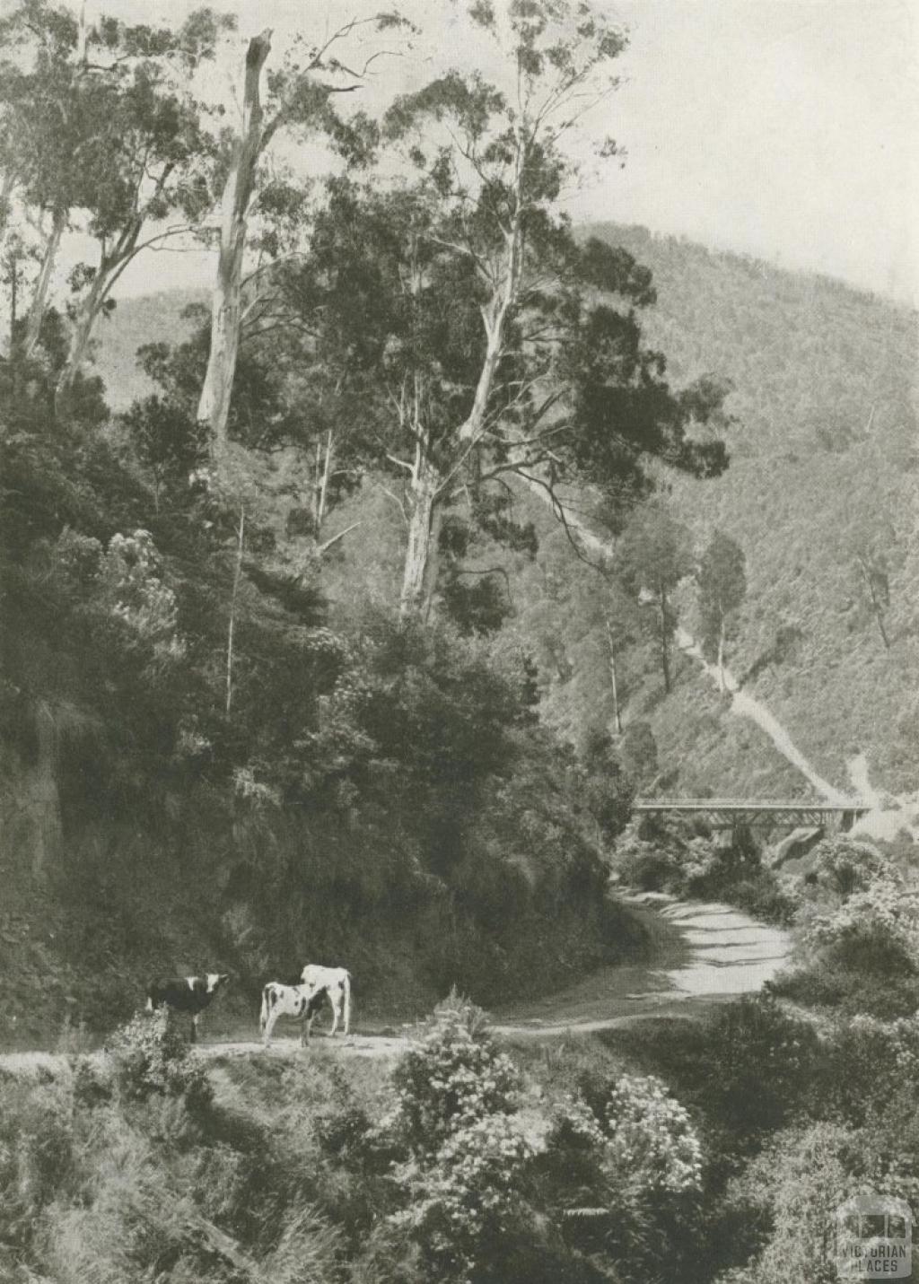 A Mountain Road, Walhalla, c1910