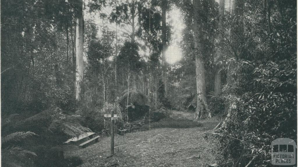 Picnic Spot, Yarram, 1933