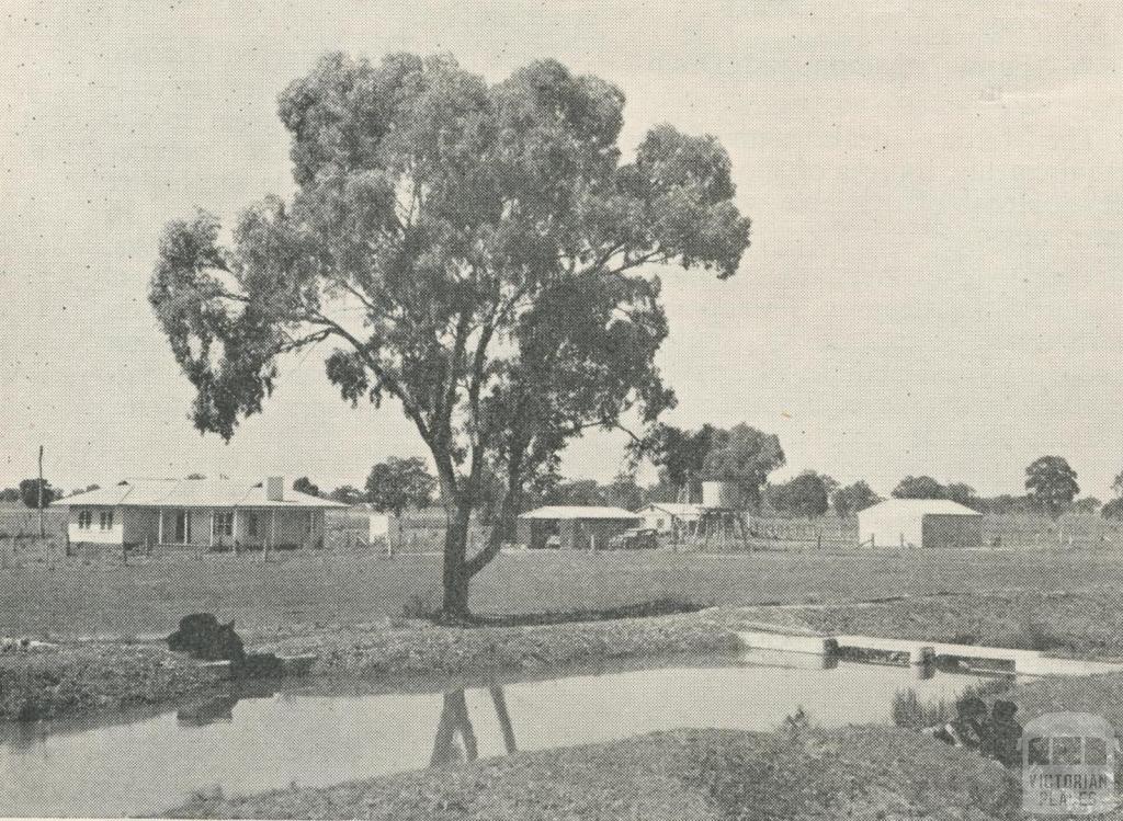 An irrigated property at Waaia, 1964