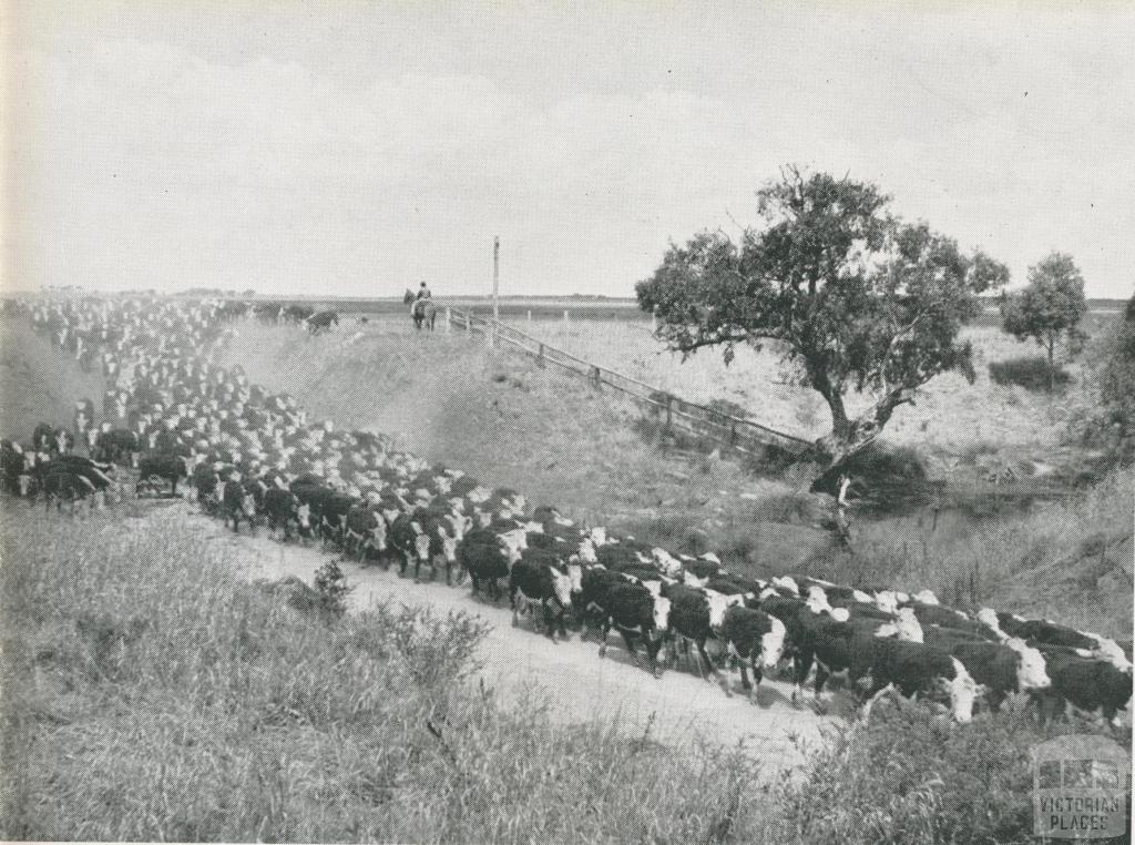 Cattle on the move at the Metropolitan Farm, Werribee, 1956